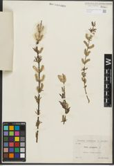 Foto von Salix purpurea L.